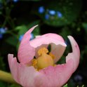 Podophyllum hexandrum fleur